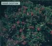 Exception rose photo