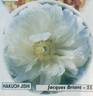 Hakuo Jishi peony photo