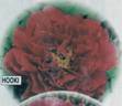 Hooki peony photo