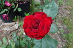 Belgica rose photo