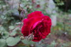 Edith Clark rose photo