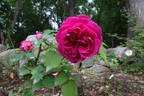 Souvenir d'Abraham Lincoln rose photo