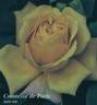 Comtesse de Paris rose photo