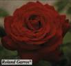 Roland Garros rose photo