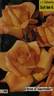 Open d'Australie rose photo