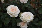 Emely ® rose photo
