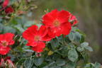 Royal Bassino ® rose photo