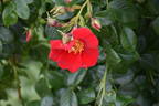 Royal Bassino ® rose photo