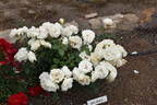 Edelweiss ® rose photo