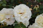 Edelweiss ® rose photo