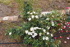Heideschnee ® rose photo