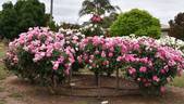 Brilliant Pink Iceberg rose photo