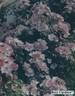 Rosy Cushion ® rose photo