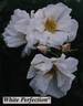 White Perfection rose photo