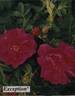 Exception rose photo