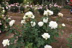Polar Star rose photo