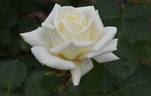 Polar Star rose photo