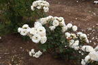 White Bouquet rose photo