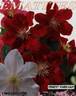 Ernest Markham clematis photo