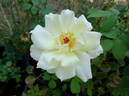 Nana Mouskouri rose photo