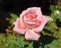 Nantucket rose photo