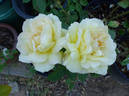 Narzisse rose photo