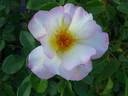 Olivier Roellinger ® rose photo