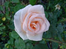 Osiana ™ rose photo