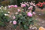 Happy Days rose photo