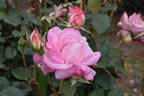 Happy Days rose photo