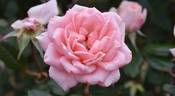 Patio Pearl ™ rose photo