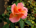 Paddy Stephens rose photo