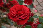 Sympathie ® rose photo