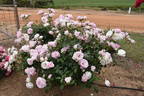 Blushing Pink Iceberg rose photo