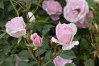 Blushing Pink Iceberg rose photo