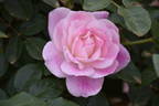 Blushing Pink Iceberg rose photo