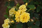 Moore's Yellow rose photo