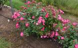 Shady Lady rose photo