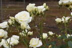 White Spray ® rose photo