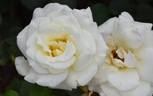 White Spray ® rose photo