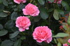 Penthouse rose photo