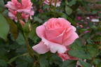 Penthouse rose photo