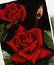 Josephine Bruce rose photo