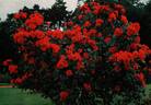 Vaire rose photo