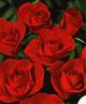 Highlight rose photo