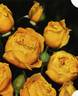Yellow Hammer rose photo