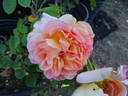 Papi Delbard rose photo