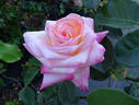 Parthenon ® rose photo