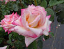 Parthenon ® rose photo