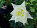 Pasadena Star rose photo